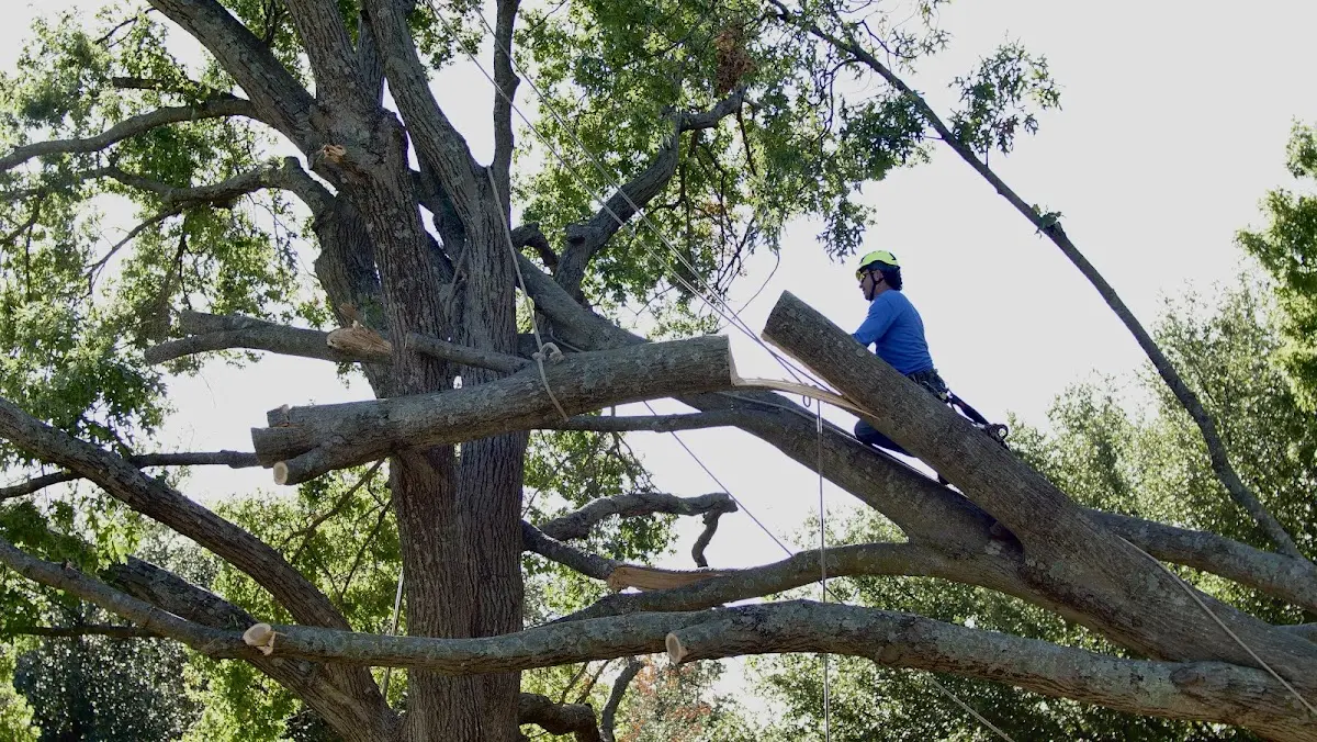 Professional Hazardous Tree Removal performed by certified arborists in Saint Elmo