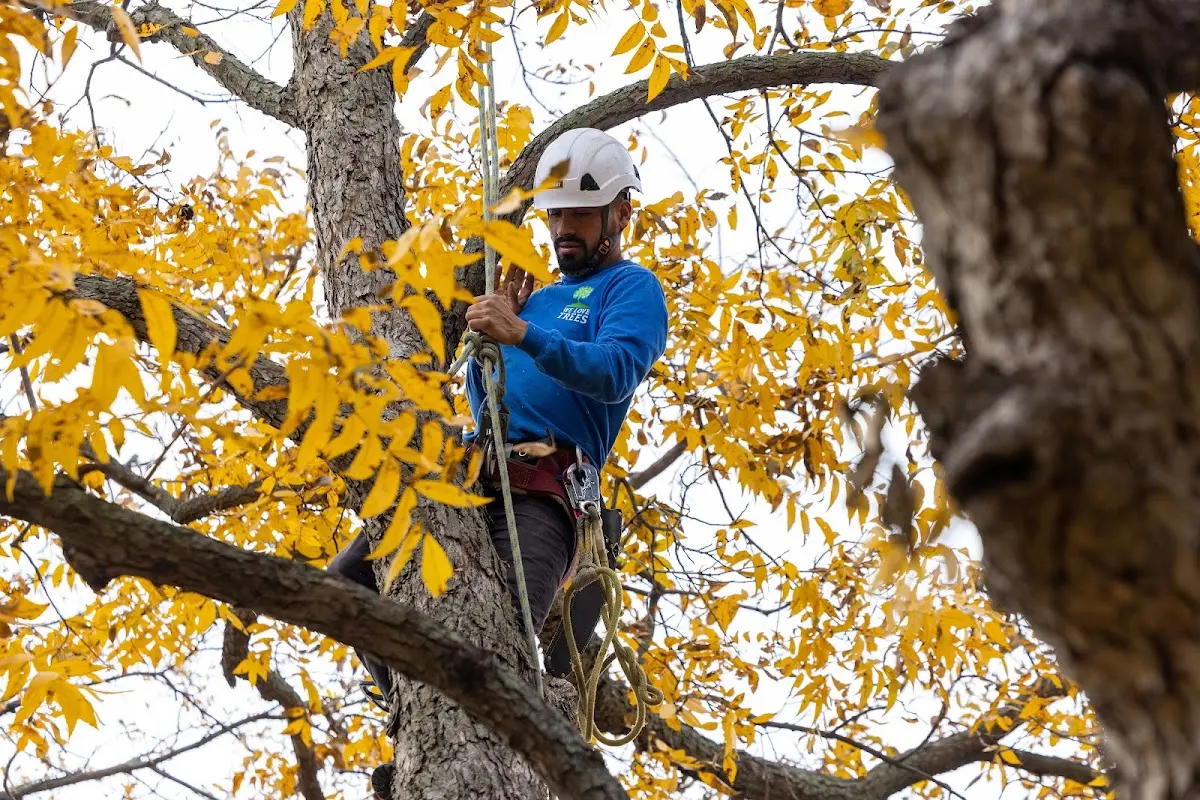 Skilled Tree Trimming crew working in Saint Elmo